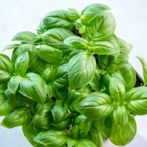 Fresh basil