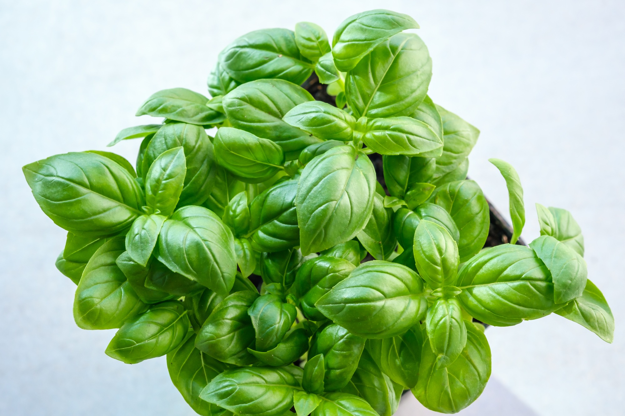 Fresh basil