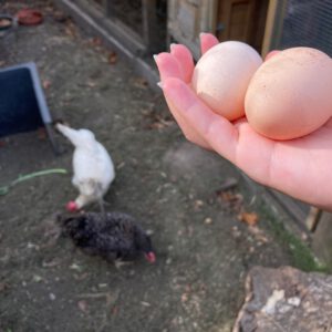 Two fresh, free range chicken eggs in woman’s hand, with chickens in background