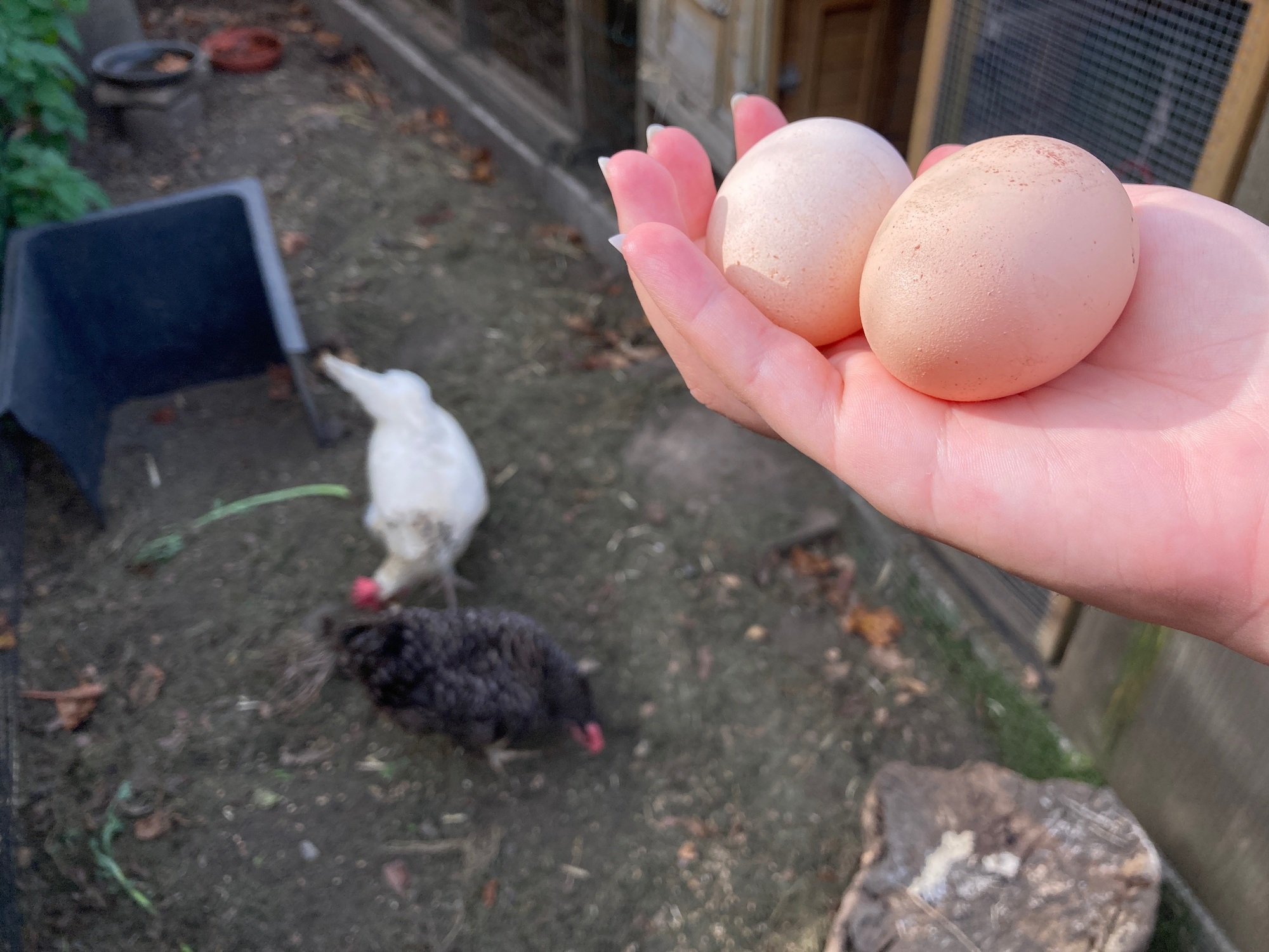 Two fresh, free range chicken eggs in woman’s hand, with chickens in background