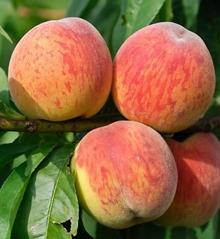 Peaches