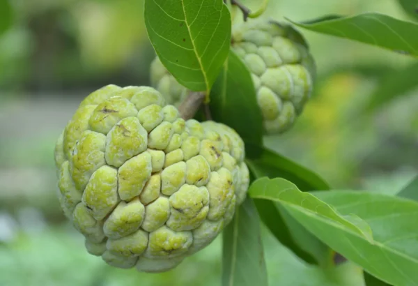 Custard Apples